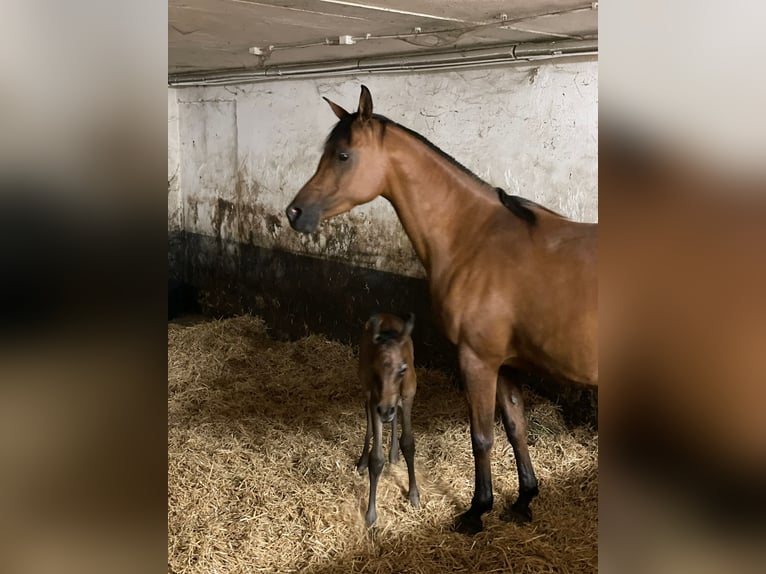 Arabian horses Mare Foal (06/2024) 15,1 hh Gray in Wain