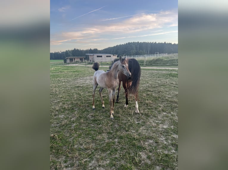 Arabian horses Mare Foal (06/2024) 15,1 hh Gray in Wain