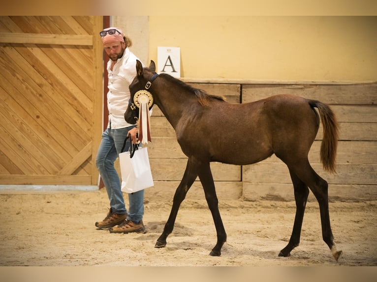 Arabian horses Mare Foal (03/2024) 15,1 hh Gray in Kočevje