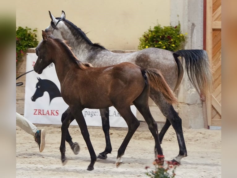 Arabian horses Mare Foal (03/2024) 15,1 hh Gray in Kočevje