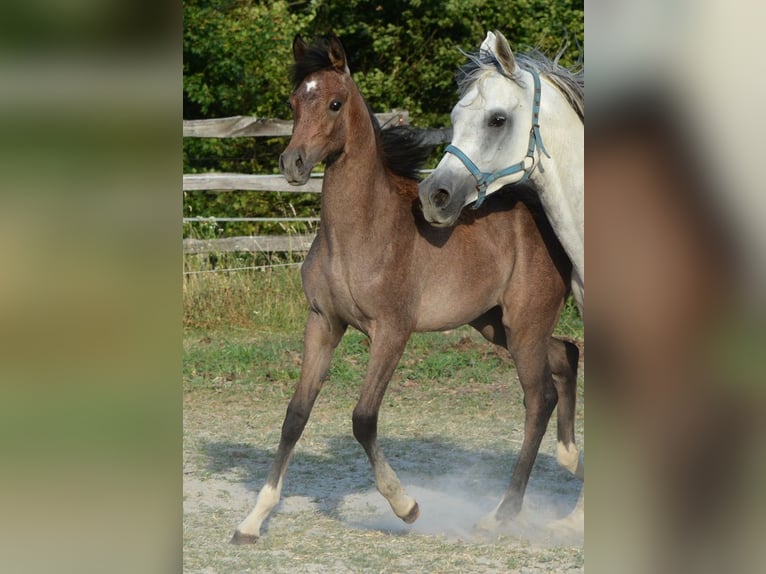 Arabian horses Mare Foal (03/2025) 15,1 hh Grey in Koprivnica