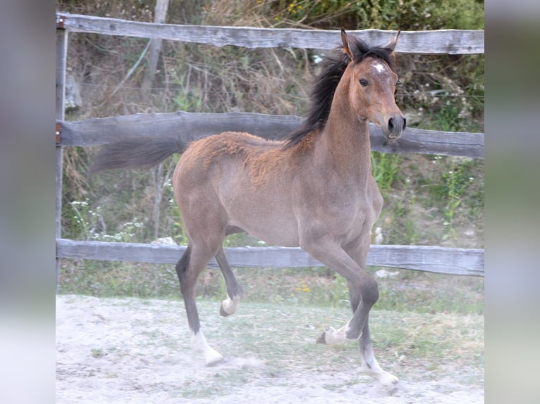 Arabian horses Mare Foal (03/2025) 15,1 hh Grey in Koprivnica