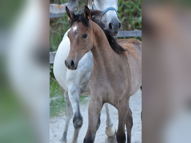 Arabian horses Mare Foal (03/2025) 15,1 hh Grey in Koprivnica