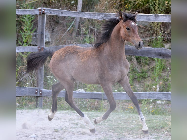 Arabian horses Mare Foal (03/2025) 15,1 hh Grey in Koprivnica