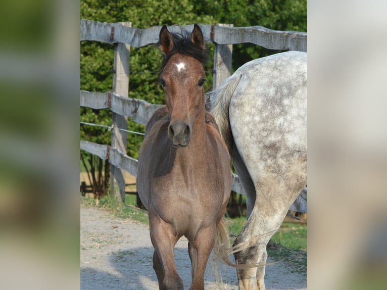 Arabian horses Mare Foal (03/2025) 15,1 hh Grey in Koprivnica