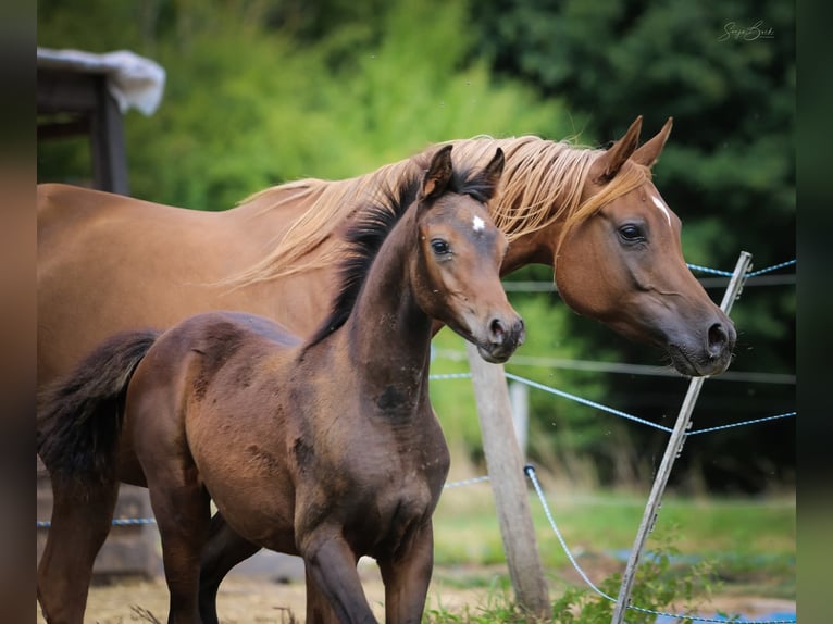 Arabian horses Mare Foal (05/2025) 15 hh Bay-Dark in Olsbrücken