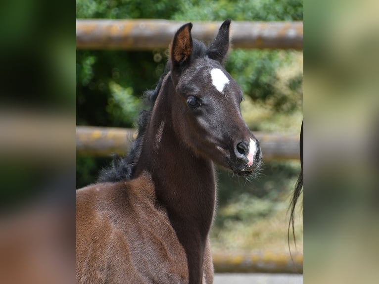 Arabian horses Mare  15 hh Black in M&#xF6;rsdorf
