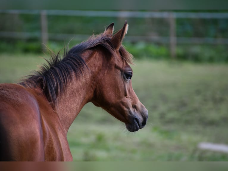 Arabian horses Mare Foal (04/2024) 15 hh Brown in Reichshof