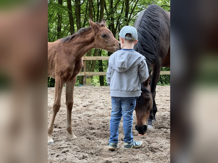 Arabian horses Mare Foal (04/2024) 15 hh Brown in Reichshof