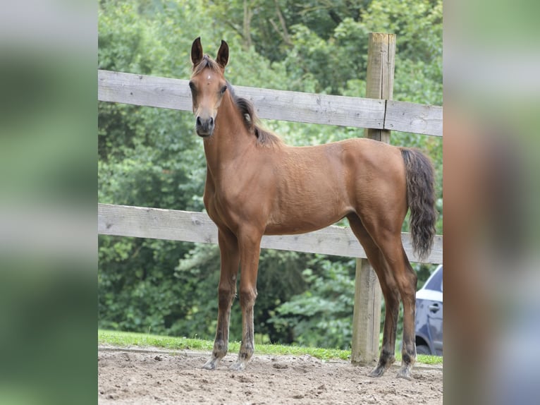 Arabian horses Mare Foal (04/2024) 15 hh Brown in Reichshof