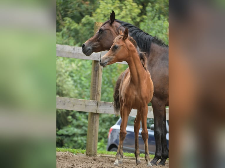 Arabian horses Mare Foal (04/2024) 15 hh Brown in Reichshof