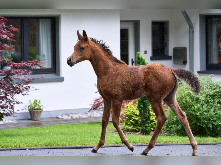 Arabian horses Mare Foal (04/2024) 15 hh Brown in Reichshof