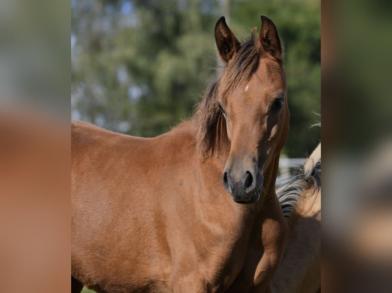 Arabian horses Mare Foal (04/2024) 15 hh Brown in Reichshof