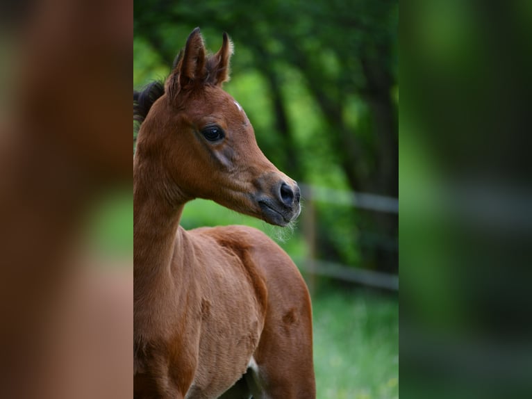 Arabian horses Mare Foal (04/2024) 15 hh Brown in Reichshof