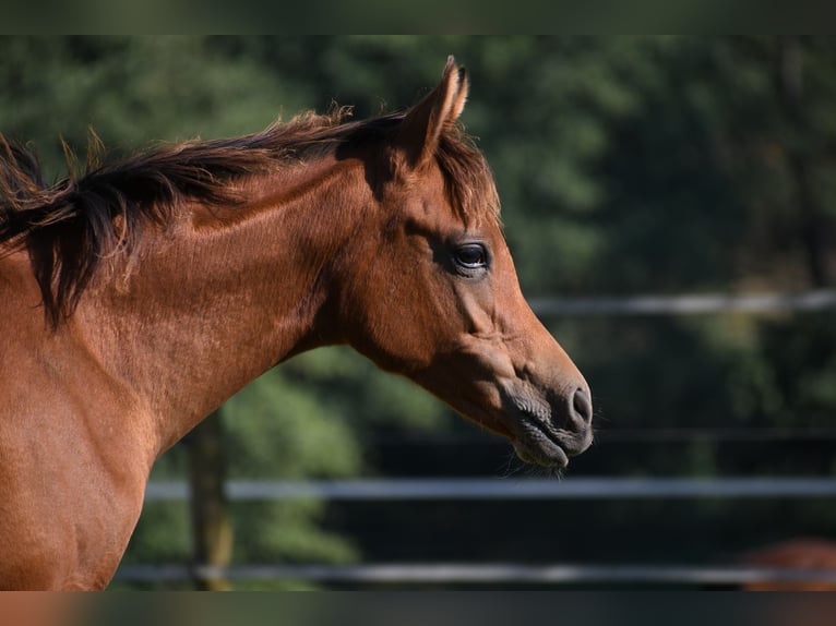 Arabian horses Mare Foal (04/2024) 15 hh Brown in Reichshof