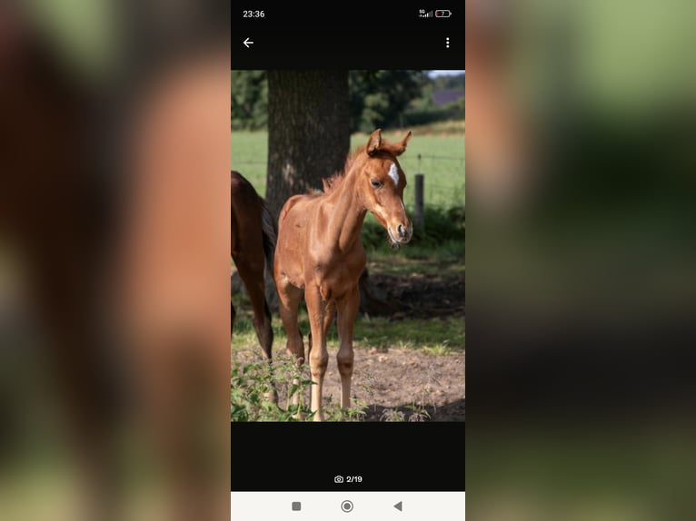 Arabian horses Mare Foal (06/2025) 15 hh Chestnut-Red in Rietberg