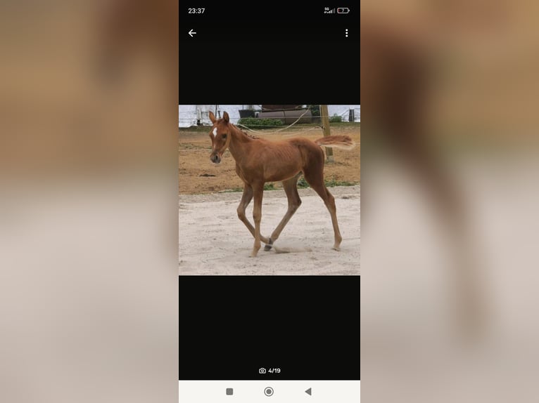 Arabian horses Mare Foal (06/2025) 15 hh Chestnut-Red in Rietberg