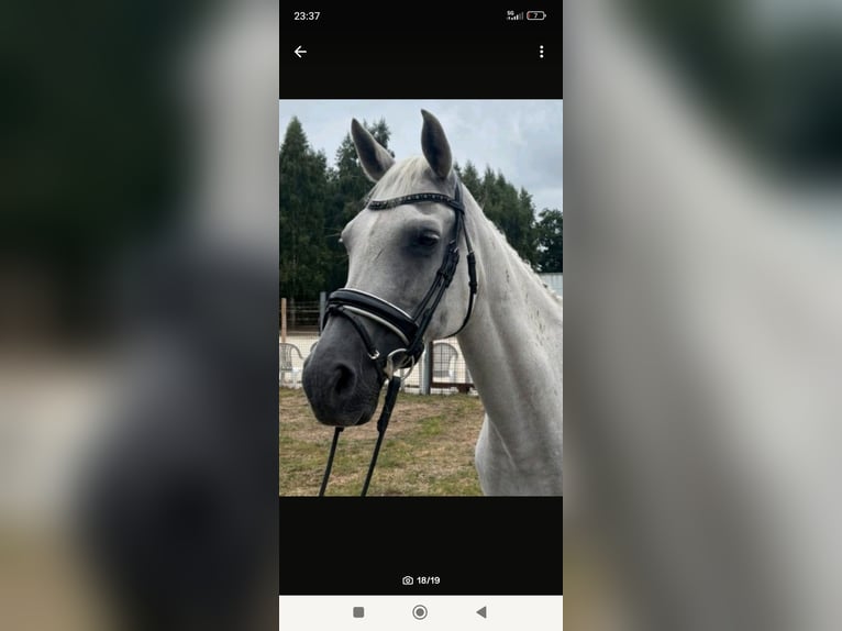 Arabian horses Mare Foal (06/2025) 15 hh Chestnut-Red in Rietberg