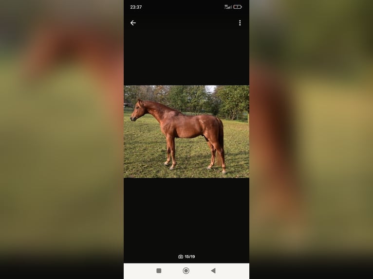 Arabian horses Mare Foal (06/2025) 15 hh Chestnut-Red in Rietberg