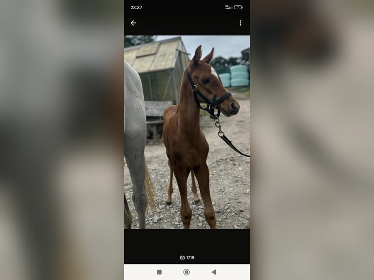 Arabian horses Mare Foal (06/2025) 15 hh Chestnut-Red in Rietberg