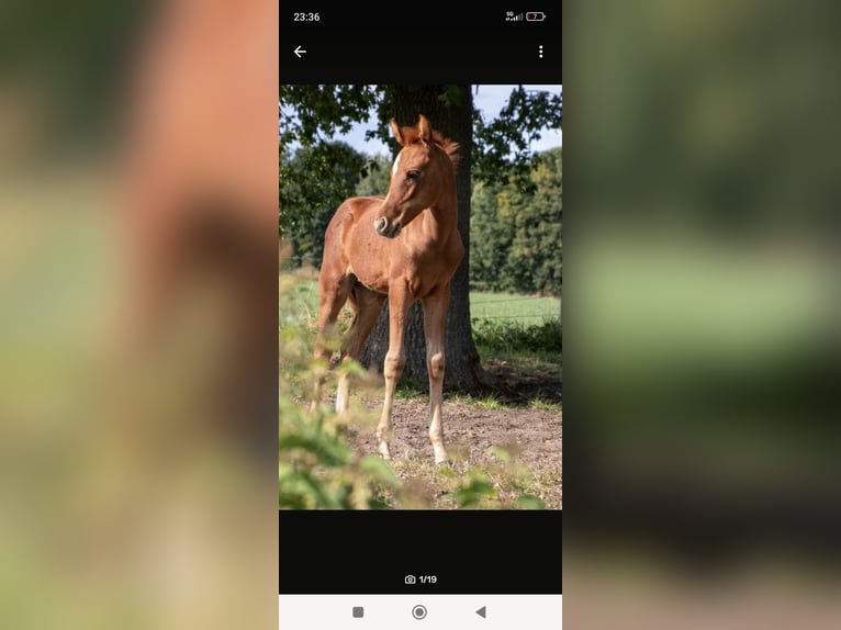 Arabian horses Mare Foal (06/2025) 15 hh Chestnut-Red in Rietberg