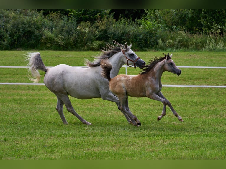 Arabian horses Mare Foal (03/2024) 15 hh Gray in Gemünden (Felda)