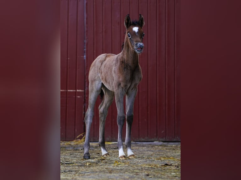 Arabian horses Mare Foal (03/2024) 15 hh Gray in Gemünden (Felda)