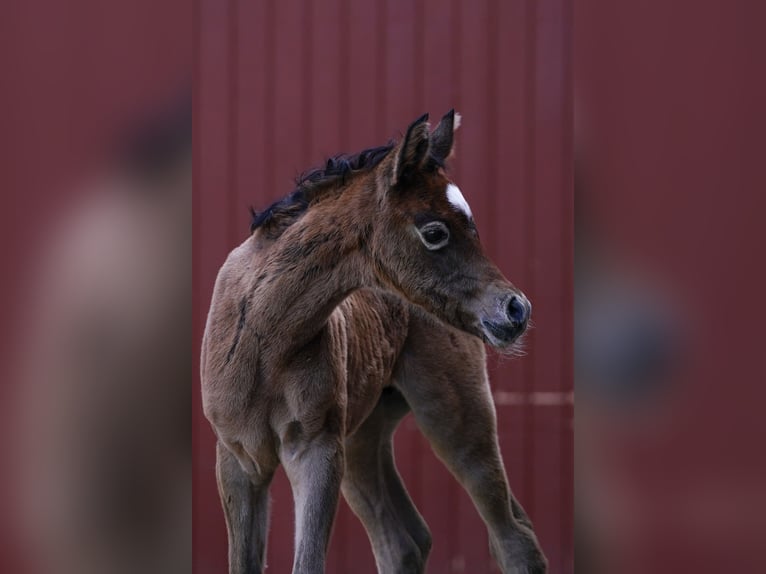 Arabian horses Mare Foal (03/2024) 15 hh Gray in Gemünden (Felda)