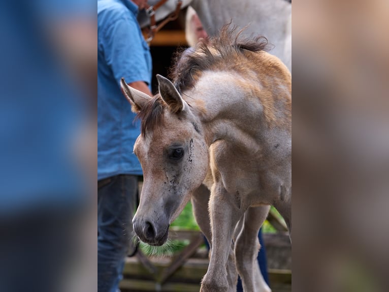 Arabian horses Mare Foal (03/2024) 15 hh Gray in Gemünden (Felda)