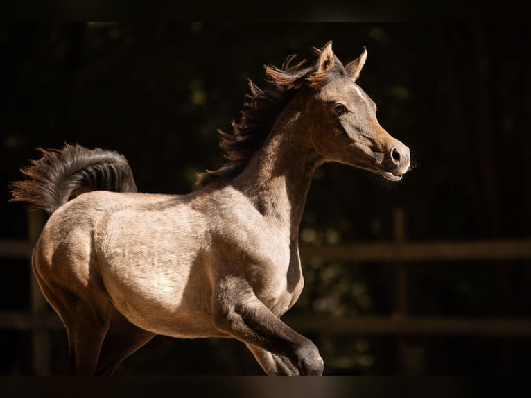 Arabian horses Mare Foal (04/2025) 15 hh Grey in Reichshof