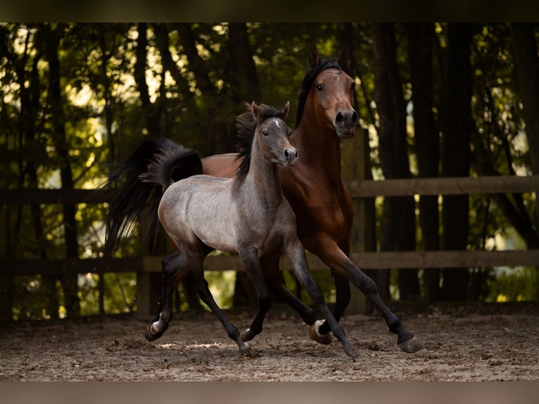 Arabian horses Mare Foal (04/2025) 15 hh Grey in Reichshof
