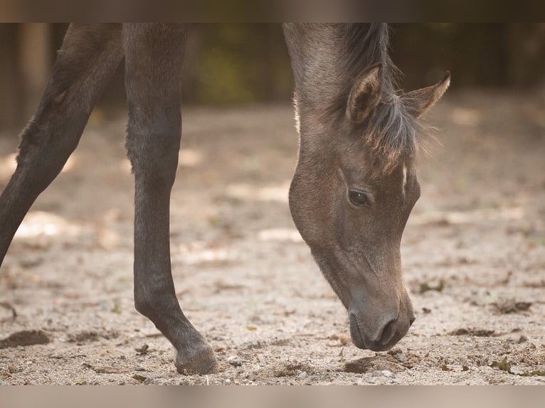 Arabian horses Mare Foal (04/2025) 15 hh Grey in Reichshof