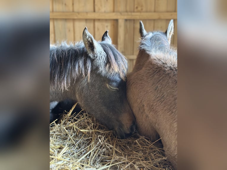 Arabian horses Mare Foal (04/2025) 15 hh Grey in Reichshof