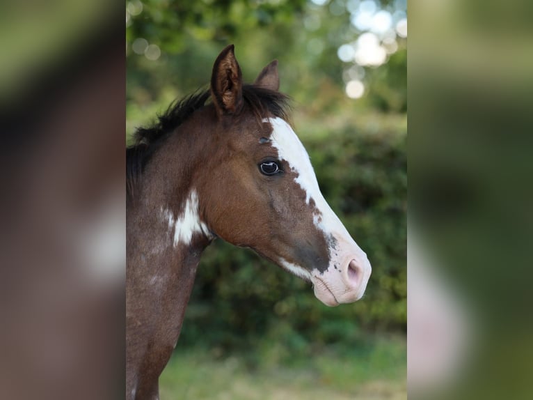 Arabian horses Mare Foal (06/2026) 15 hh Sabino in Baulon