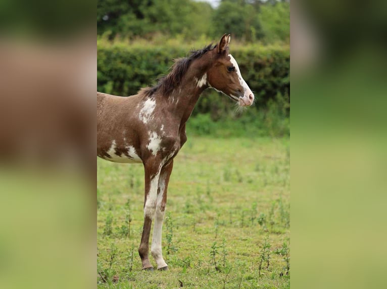 Arabian horses Mare Foal (06/2026) 15 hh Sabino in Baulon