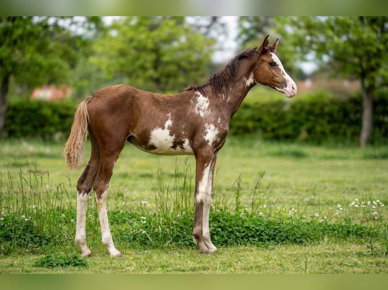 Arabian horses Mare Foal (06/2026) 15 hh Sabino in Baulon