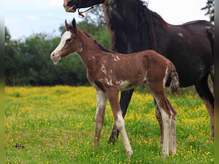 Arabian horses Mare Foal (06/2026) 15 hh Sabino in Baulon
