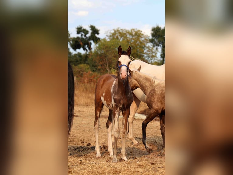 Arabian horses Mare Foal (06/2026) 15 hh Sabino in Baulon