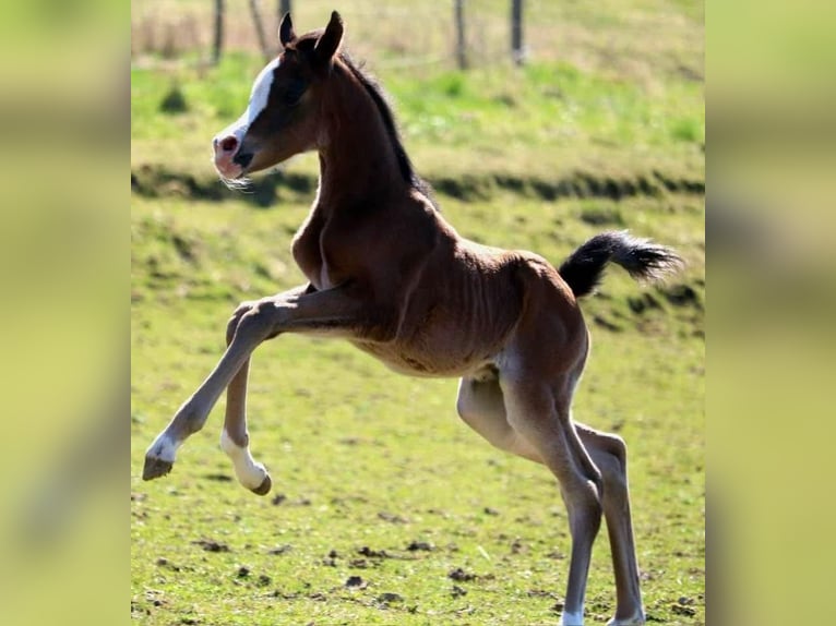 Arabian horses Mare  15,1 hh Brown in Rattenkirchen