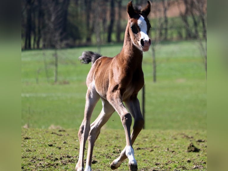 Arabian horses Mare  15,1 hh Brown in Rattenkirchen
