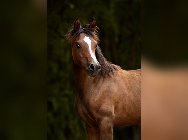 Arabian horses Mare Foal (03/2025) 15,1 hh Brown in Reichshof