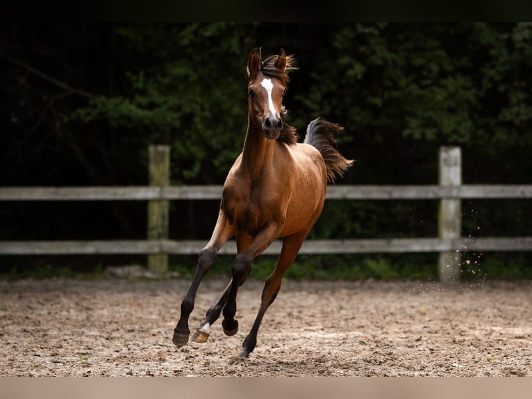 Arabian horses Mare Foal (03/2025) 15,1 hh Brown in Reichshof