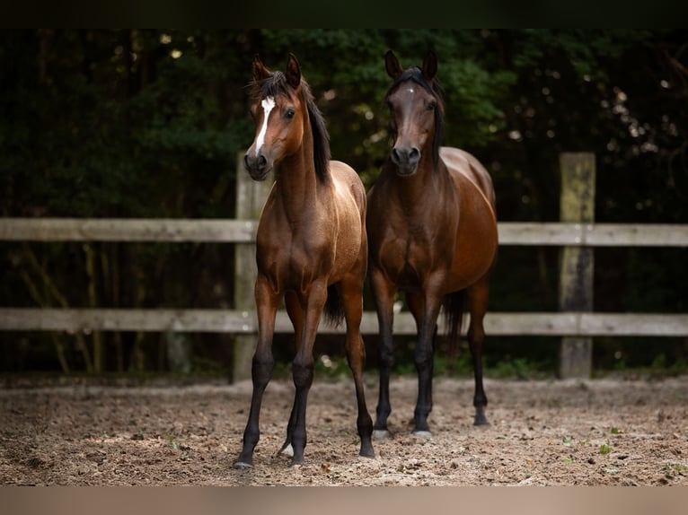 Arabian horses Mare Foal (03/2025) 15,1 hh Brown in Reichshof