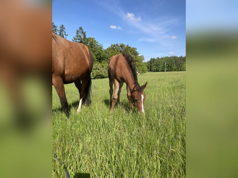 Arabian horses Mare Foal (03/2025) 15,2 hh Brown in Theras Arabian horses Mare Foal (03/2025) 15,2 hh Brown in Theras