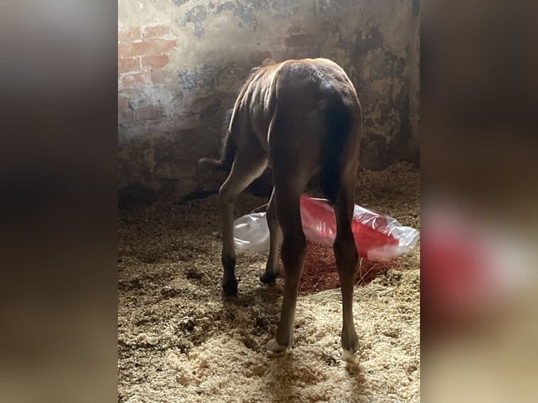 Arabian horses Mare Foal (03/2025) 15,2 hh Brown in Theras Arabian horses Mare Foal (03/2025) 15,2 hh Brown in Theras