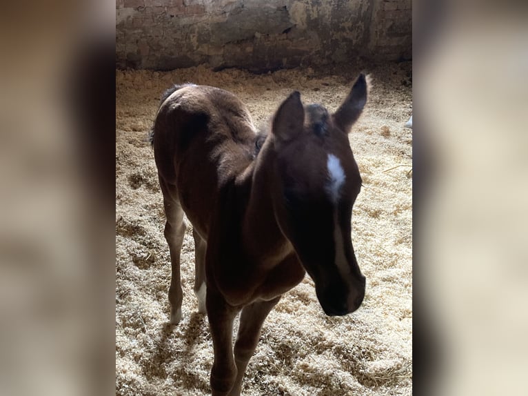 Arabian horses Mare Foal (03/2025) 15,2 hh Brown in Theras Arabian horses Mare Foal (03/2025) 15,2 hh Brown in Theras
