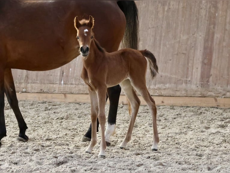 Arabian horses Mare  15,2 hh Brown in Bad Oldesloe