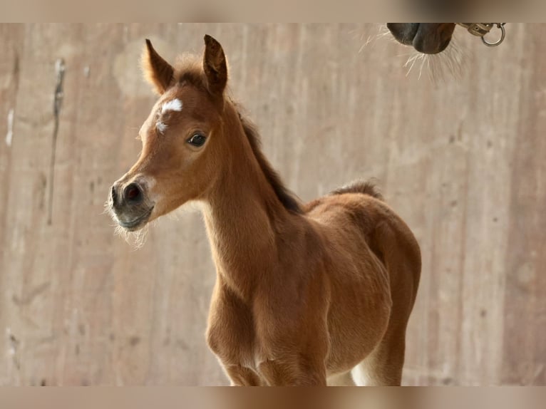 Arabian horses Mare  15,2 hh Brown in Bad Oldesloe