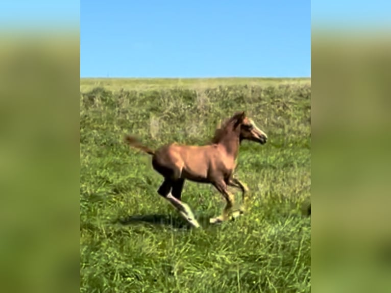 Arabian horses Mix Mare Foal (08/2025) 15,2 hh Chestnut in Stockach