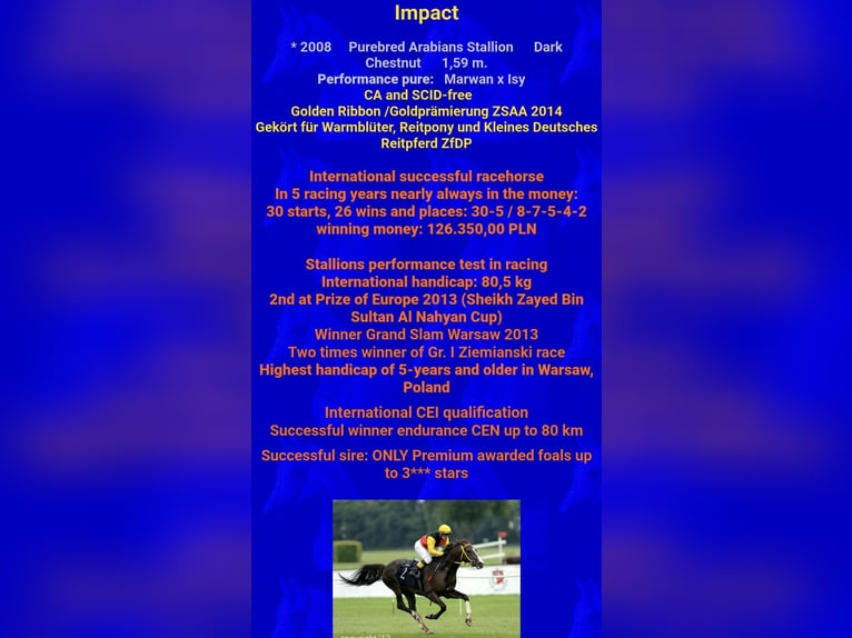 Arabian horses Mix Mare Foal (08/2025) 15,2 hh Chestnut in Stockach